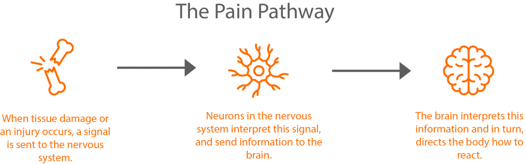 Graphical representation of the pain pathway